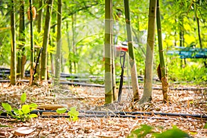 Fresh bamboo forest, green natural background