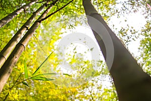 Fresh bamboo forest, green natural background