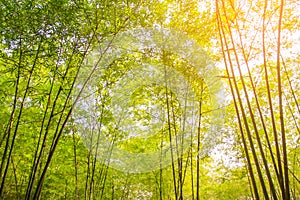 Fresh bamboo forest, green natural background