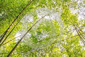 Fresh bamboo forest, green natural background