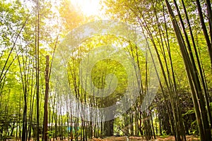 Fresh bamboo forest, green natural background