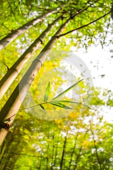 Fresh bamboo forest, green natural background