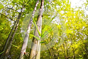 Fresh bamboo forest, green natural background