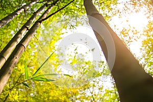 Fresh bamboo forest, green natural background