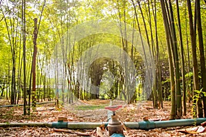 Fresh bamboo forest, green natural background