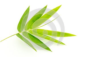 Fresh bamboo leaves border isolated on white background, botanic