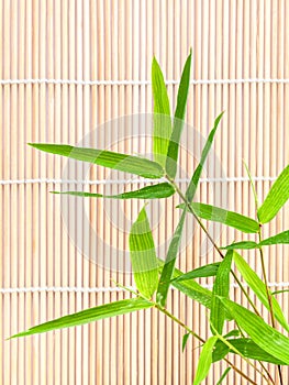 Fresh bamboo leaves border with water drop .