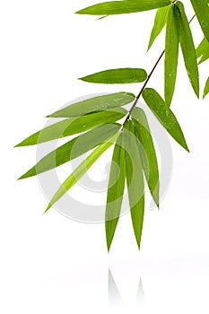 Fresh bamboo leaves border with water drop isolated on white background, botanical zen forest, tropical spa decoration, backdrop
