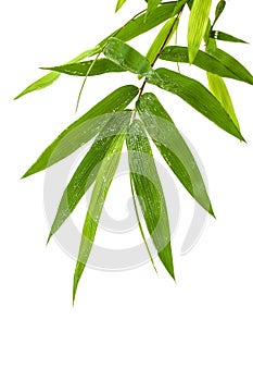 Fresh bamboo leaves border with water drop isolated on white background, botanical zen forest, tropical spa decoration, backdrop