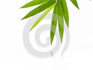 Fresh bamboo leaves border with water drop isolated on white background, botanical zen forest, tropical spa decoration, backdrop