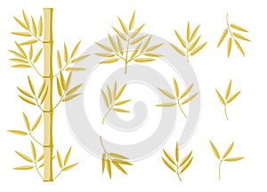 Fresh bamboo leaves trunks and branches, botanical zen forest, tropical elements. Yellow bamboo
