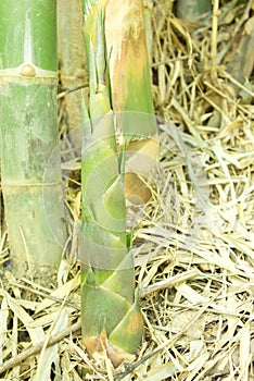 The fresh bamboo shoot