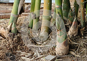 fresh bamboo shoot plants