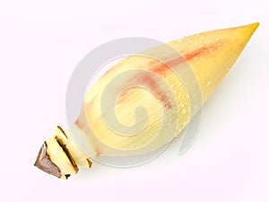 A fresh banana blossom isolated on white background