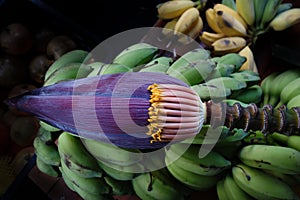 Fresh banana flower, raw, with bunches of bananas