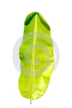 Fresh banana gredient green leaf isolated on white background with clipping path. beautiful line textured from natura in summer se