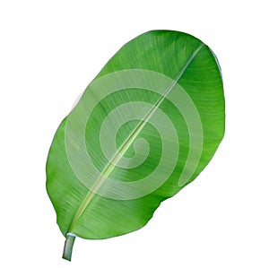 Fresh banana green leaf isolated on white background with clipping path. beautiful line textured from natura in summer season . no