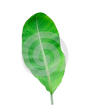 Fresh banana green leaf isolated on white background with clipping path. beautiful line textured from natura in summer season . no