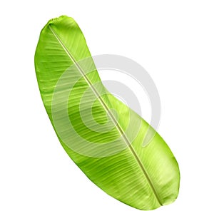 Fresh banana green and yellow leaf isolated on white background with clipping path. beautiful line textured from natura in summer