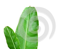 Fresh Banana Leaf