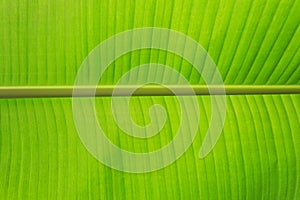 Fresh Banana Leaf