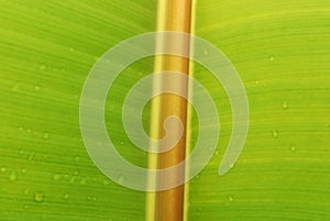 Fresh banana leaf