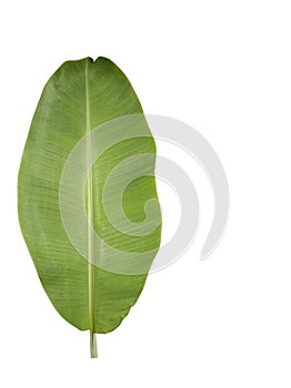 Fresh banana leaf, color green, white background.