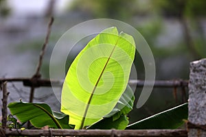 fresh Banana Leaf Morning sunlight