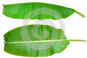 Fresh Banana Leaf Isolated