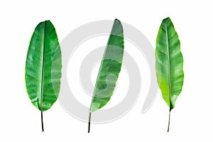 Fresh Banana Leaf Isolated