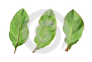 Fresh banana leaf isolated on white background.