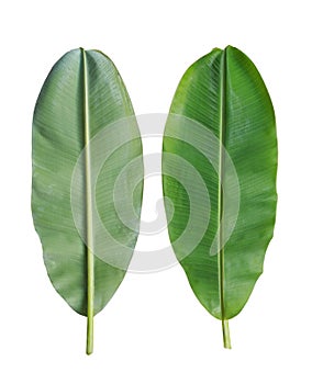 Fresh banana leaf isolated on white background.