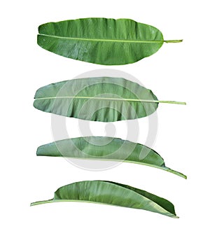 Fresh banana leaf isolated on white background.