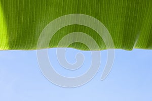 Fresh banana leaf with rain drops and sunlight on blue sky background.