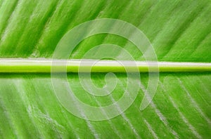 Fresh banana leaf texture background.