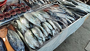 Fresh Bangus