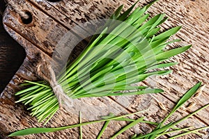 Fresh barley grass on a wooden background