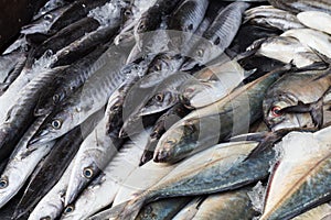 Fresh barracuda fish on ice