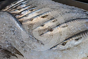 Fresh barracuda at a fish market