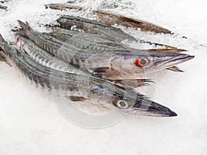 Fresh Barracuda on Ice