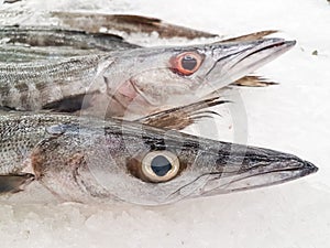 Fresh Barracuda on Ice