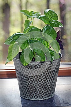 Fresh Basil