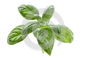 Fresh basil