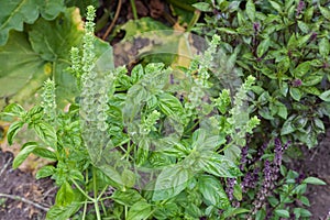 Fresh basil blooming outdoors