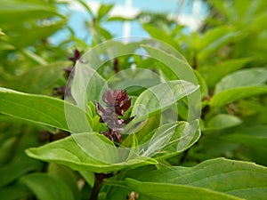 Fresh basil and blossom in the plantation