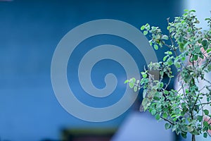 Fresh basil and blossom in the plantation