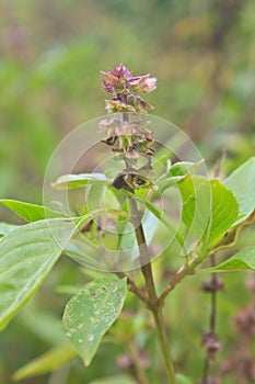Fresh basil and blossom