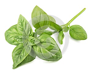 Fresh basil branch isolated on white