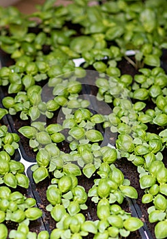 Fresh basil on a dark background. Green basil. Green basil on a dark background. Food background. A lot of basil