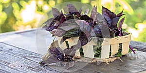 Fresh red basil herb leaves mix on garden background. Sweet Genovese basil and Purple Dark Opal Basil.